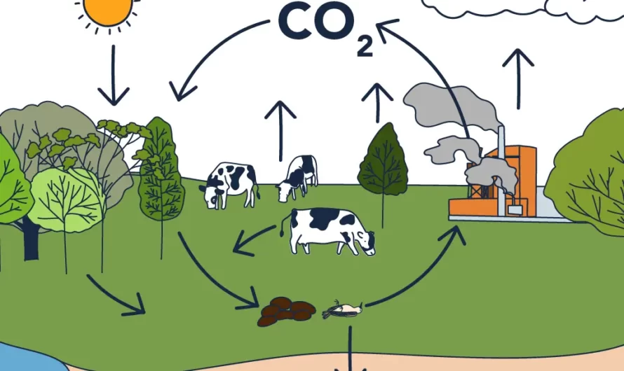Ciclo del Carbono: Depósitos, Procesos e Impacto Actual