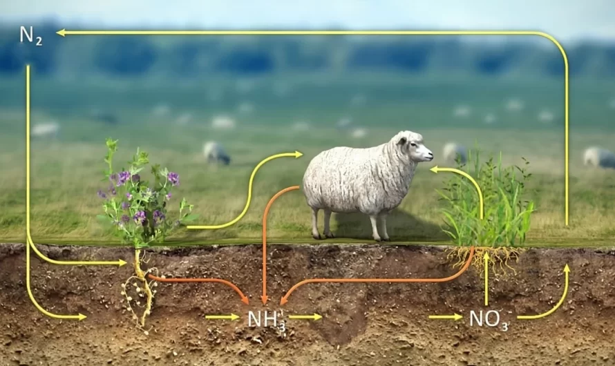 El sorprendente ciclo del nitrógeno: ¡un secreto revelado!