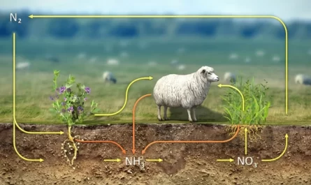 Ciclo del Nitrógeno